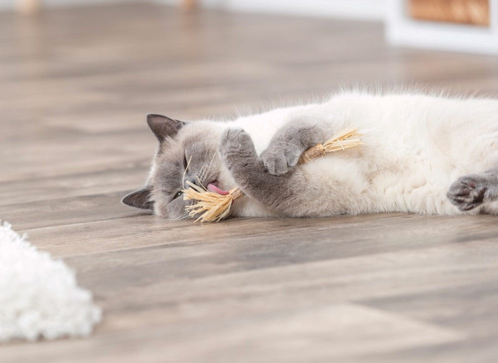 TRIXIE Matatabi-Stick mit Fransen | 24cm - Miau & More