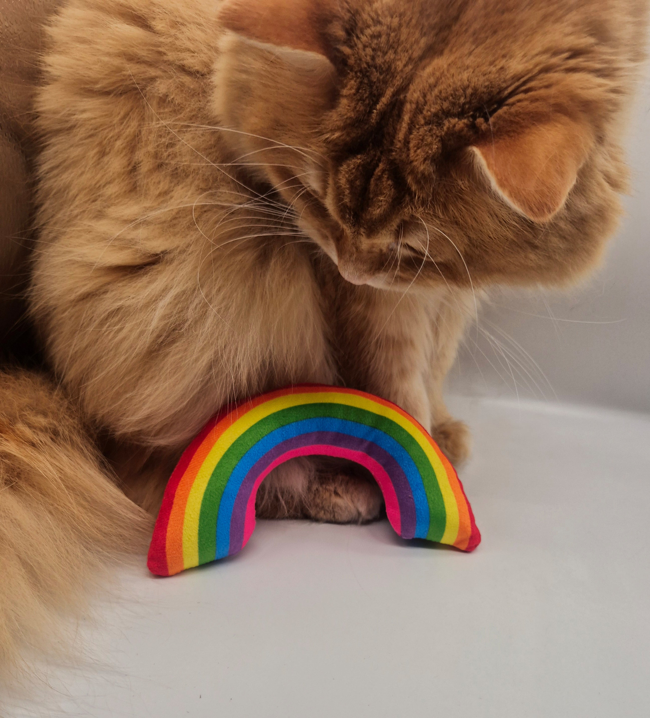 Regenbogen mit Katzenminze - Miau & More