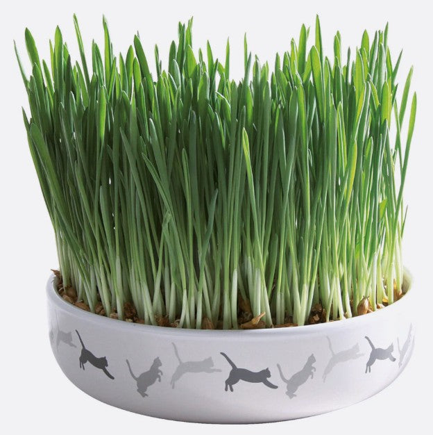 TRIXIE Keramikschale für Katzengras - Miau & More